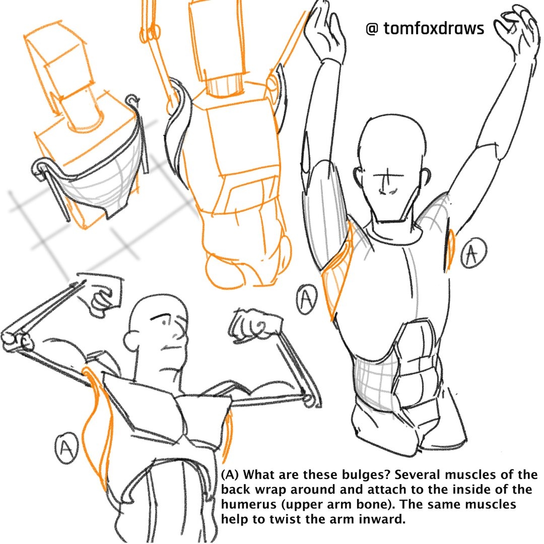 tomfox draws 3